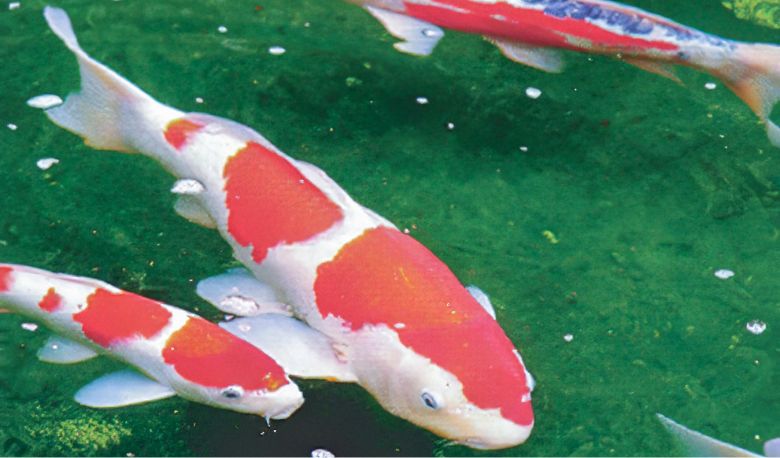徹底処理でクリーンな水に